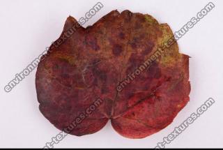 Photo Texture of Leaf 0054